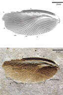 Image of Caloblattinidae