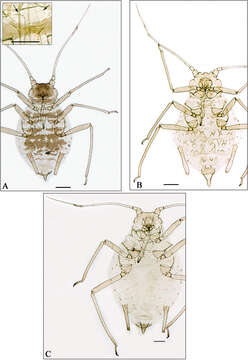 Image of Aphidura iranensis Nieto Nafría, Mier Durante & G. Remaudière 2013