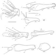 Sivun Acariformes kuva