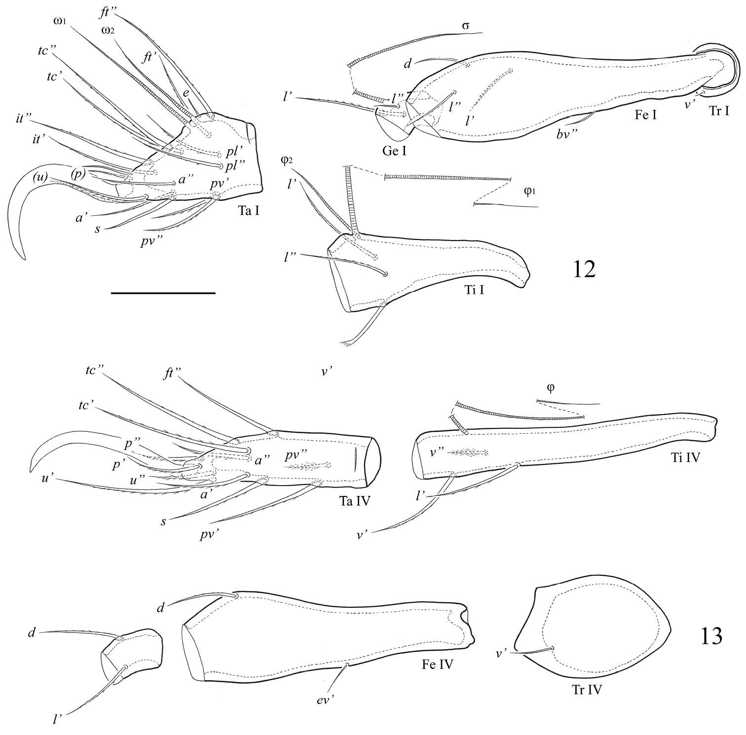 Imagem de Acariformes