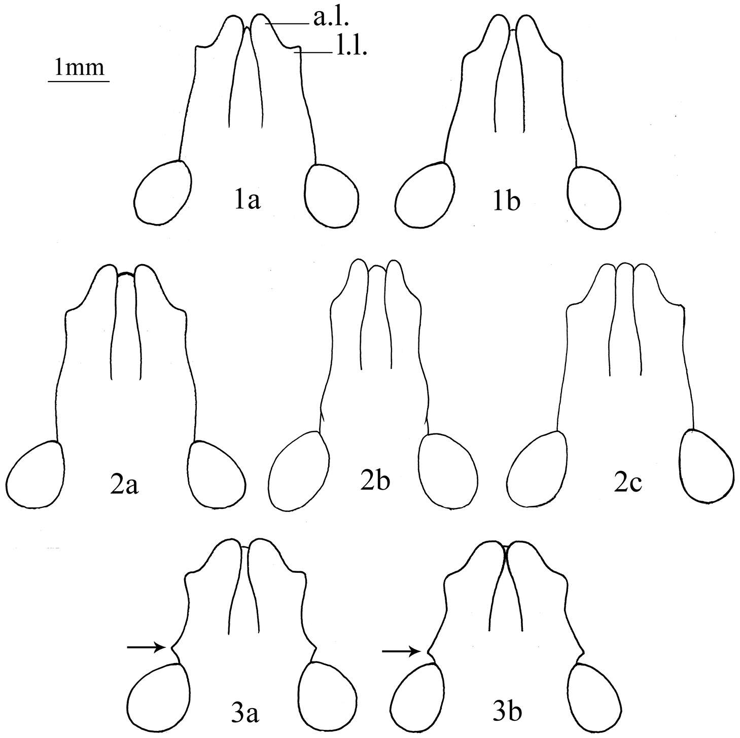 صورة <i>Cahara nodula</i> Ghauri 1978