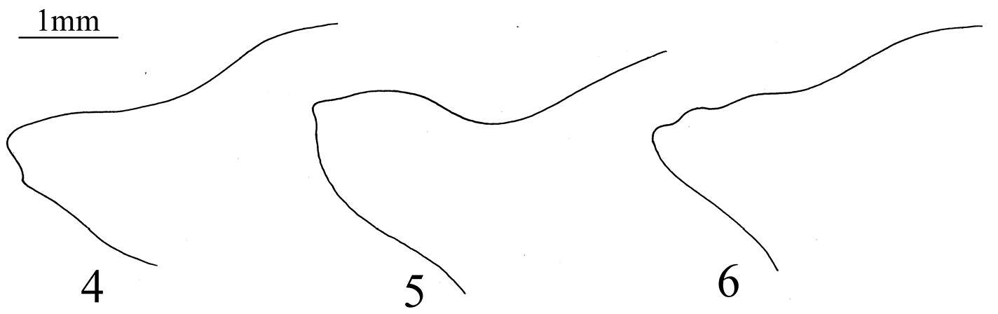 صورة <i>Cahara nodula</i> Ghauri 1978