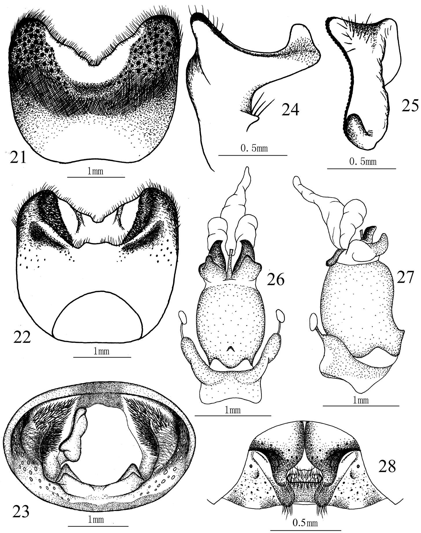 صورة <i>Cahara nodula</i> Ghauri 1978