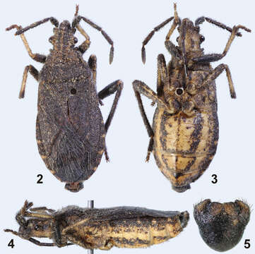 Urartucoris resmi