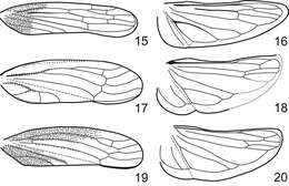 Image of Preta gratiosa Melichar 1903