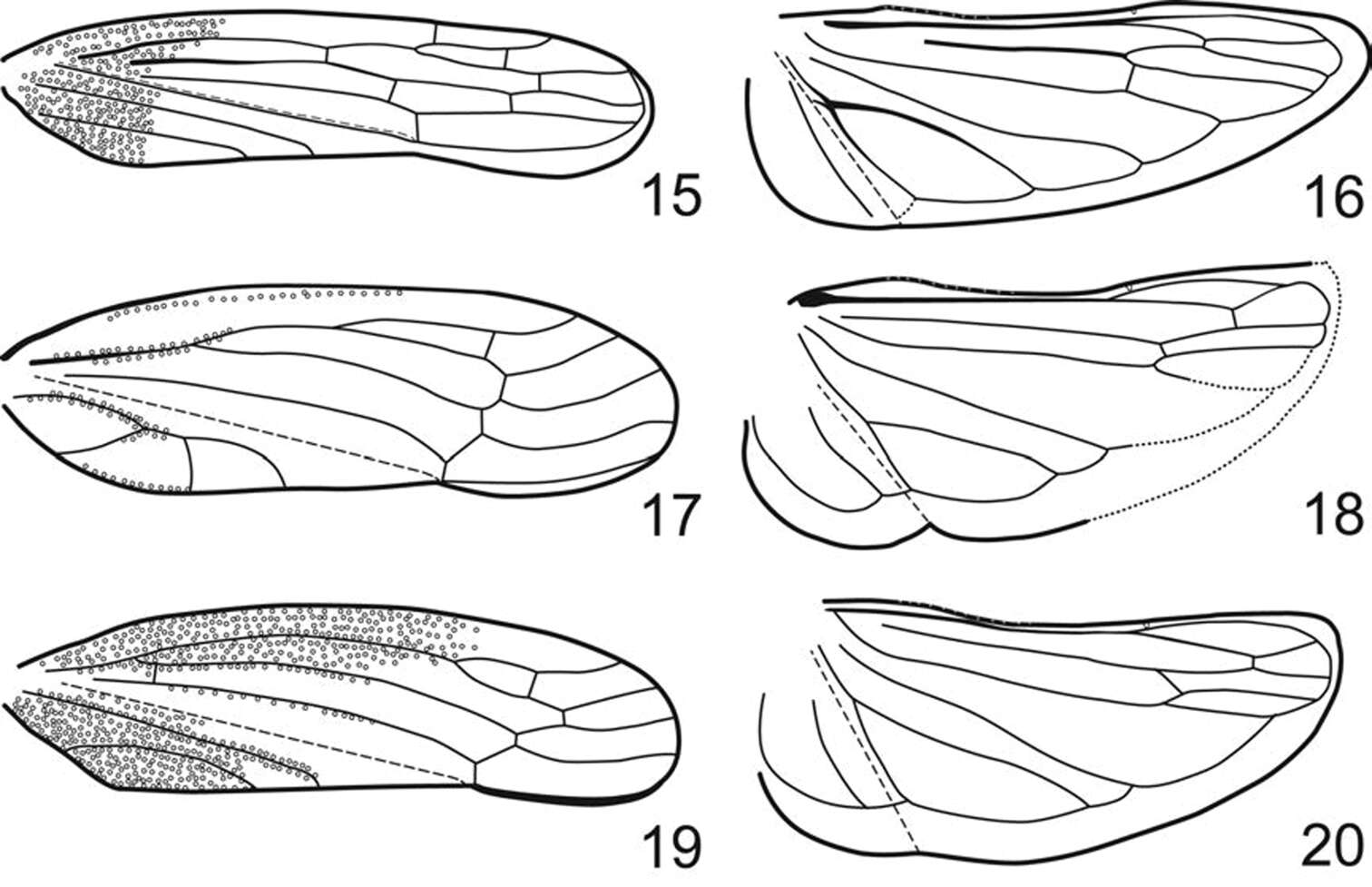 Image of Preta gratiosa Melichar 1903