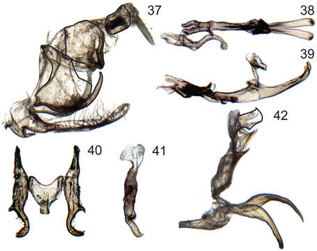 Image de Signoretia yangi Li 1995