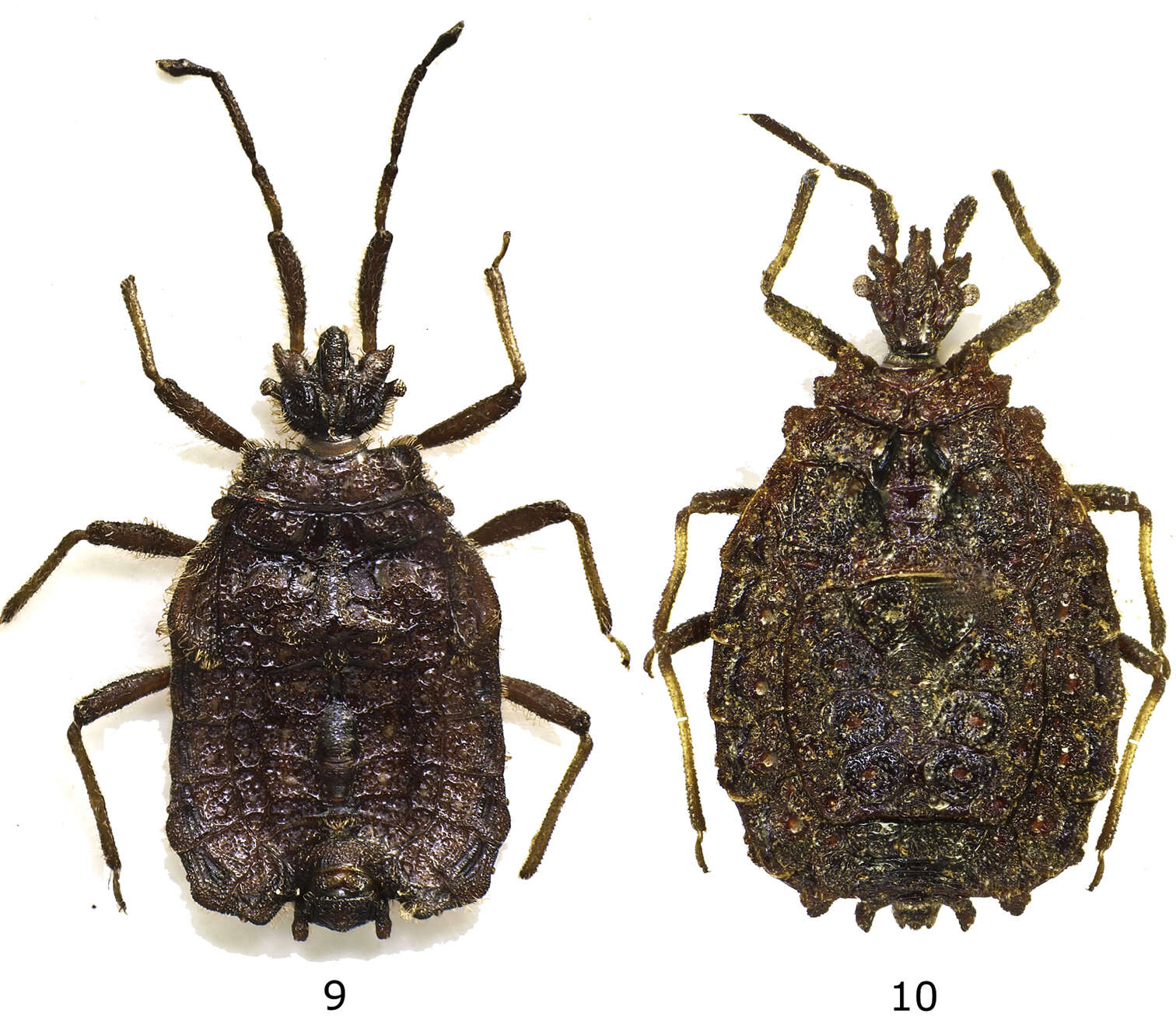 Sivun Cotopaxicoris cruciatus Heiss 2013 kuva