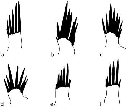 Image of Chaetopteryx