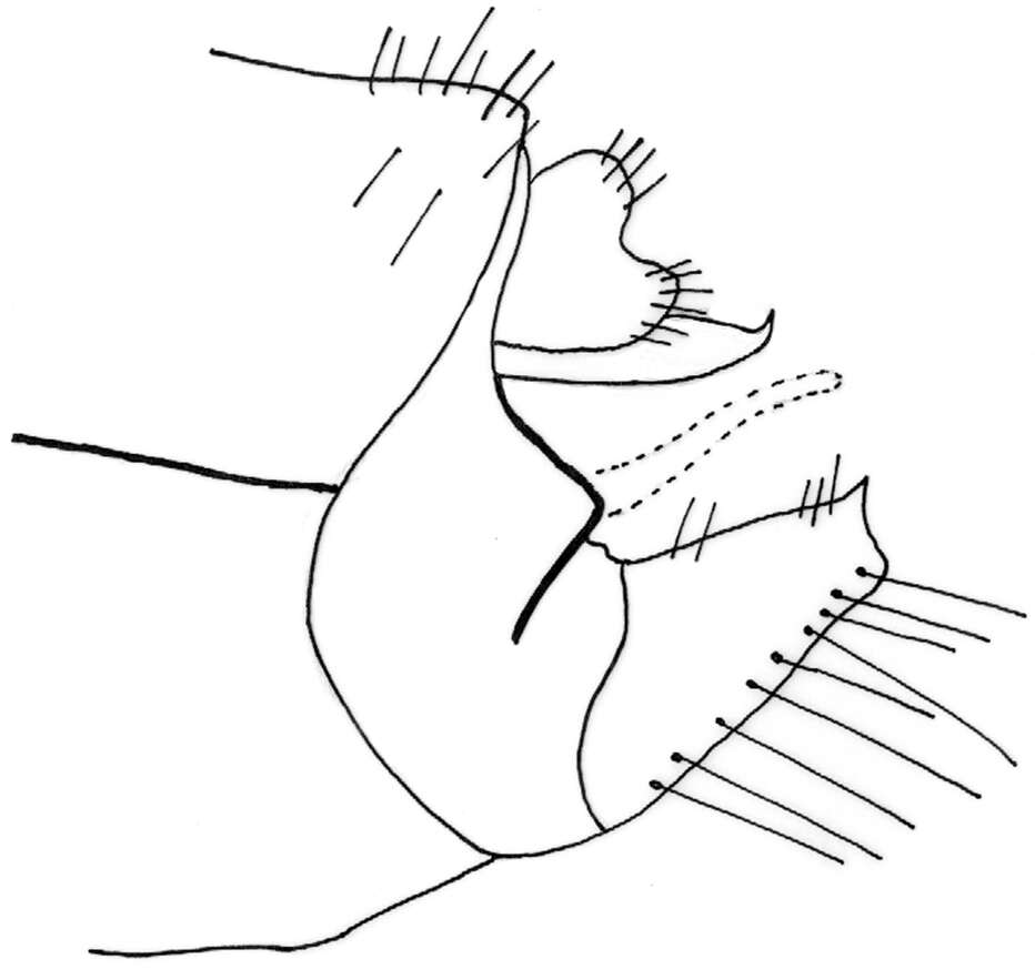 Image of Chaetopteryx