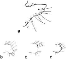 Image of Chaetopteryx