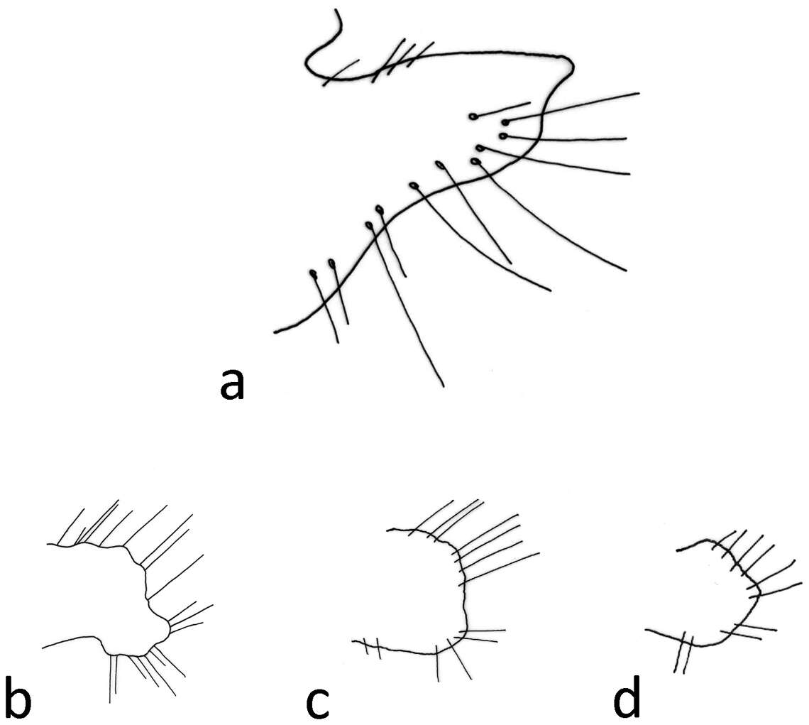 Image of Chaetopteryx