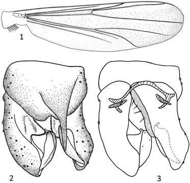 Imagem de Parametriocnemus