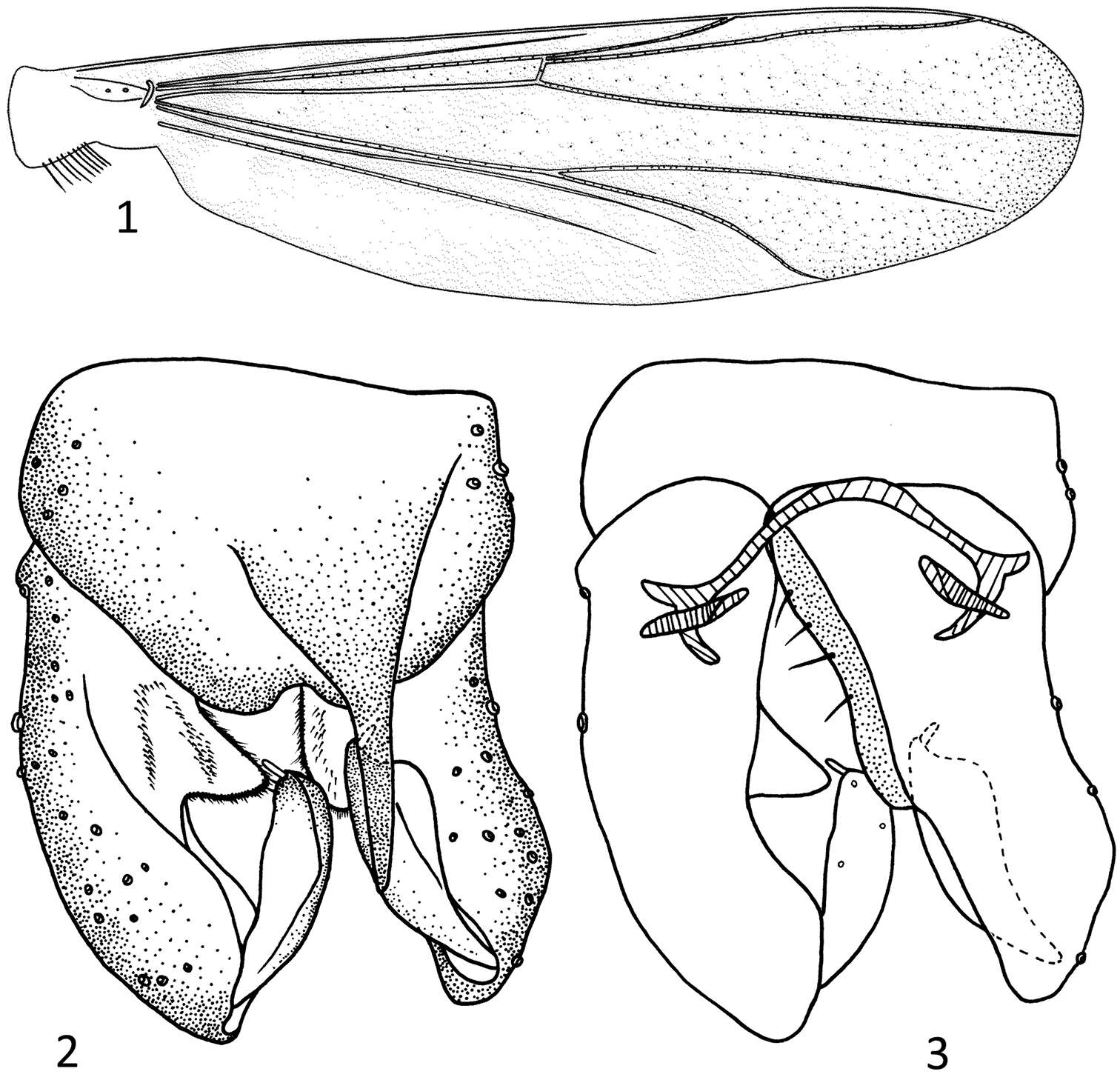 Image of Parametriocnemus