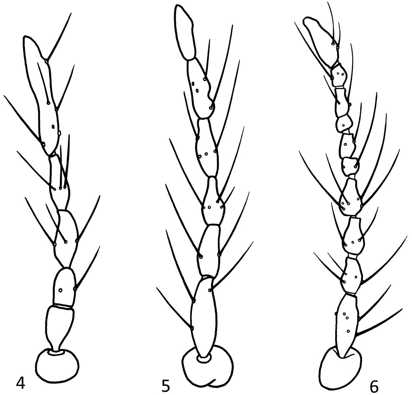 Sivun Parametriocnemus kuva