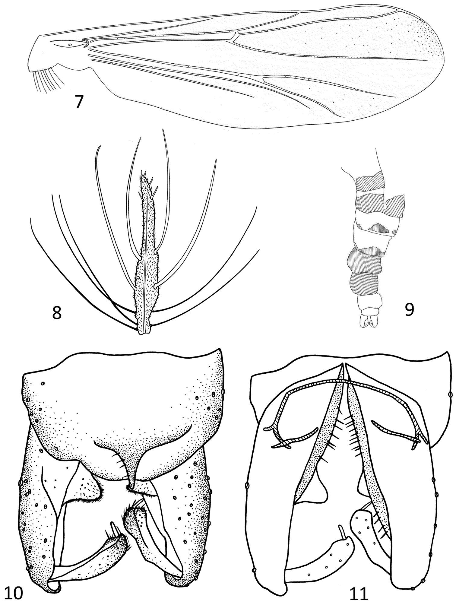 Image of Parametriocnemus vittatus Li, Lin & Wang 2013