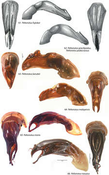 Image of Peltonotus gracilipodus Jameson & Wada 2004