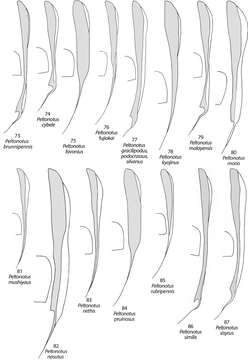 Image of Peltonotus gracilipodus Jameson & Wada 2004