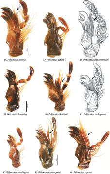 Image de Peltonotus karubei Muramoto 2000