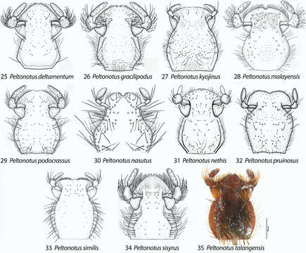 Image of Peltonotus kyojinus Jameson & Wada 2004