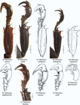 Image of Peltonotus malayensis Arrow 1910