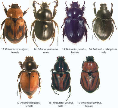 Image of Peltonotus mushiyaus Jameson & Wada 2009