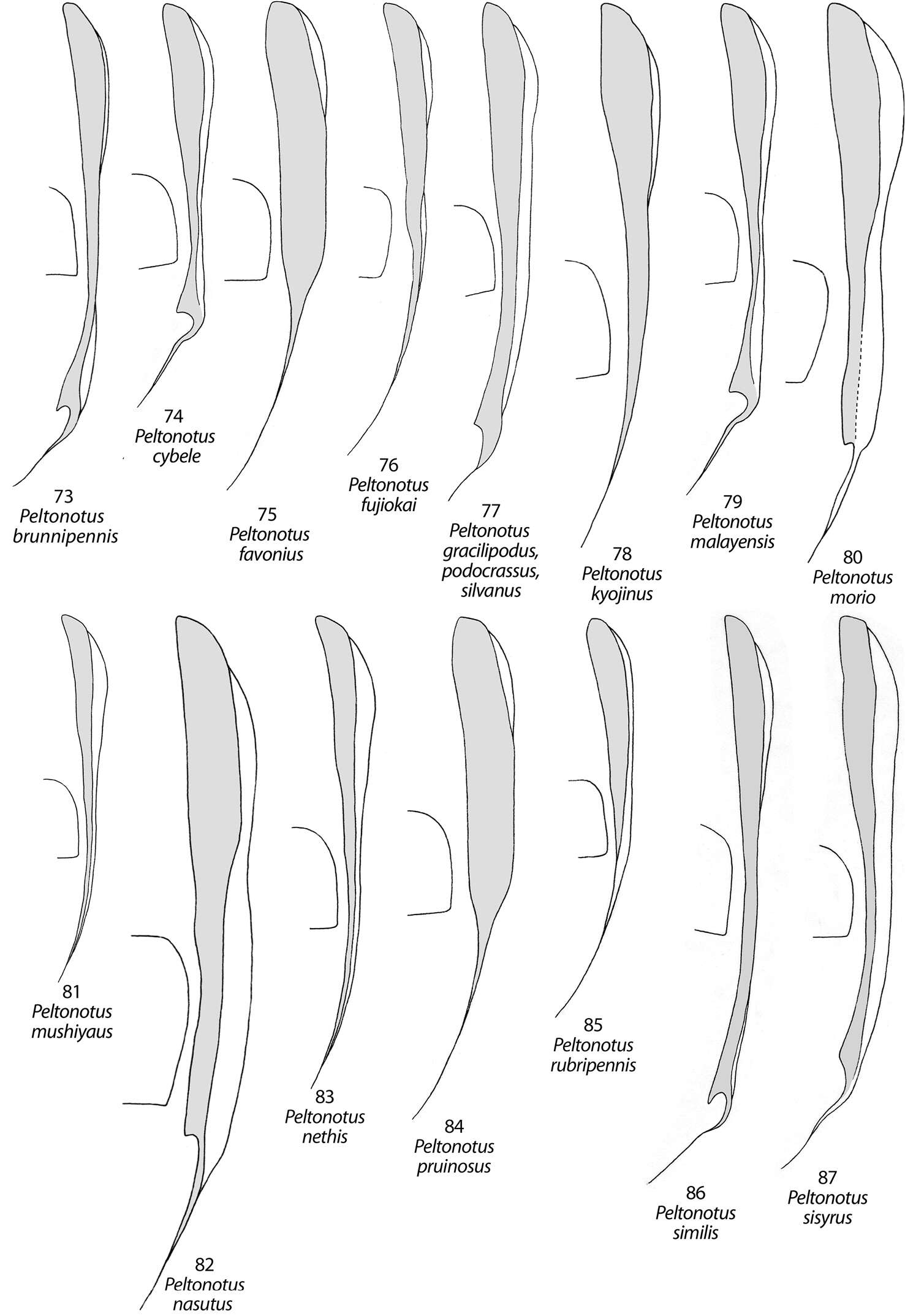 Image of Peltonotus nasutus Arrow 1910