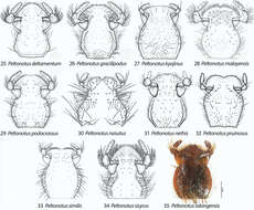 Image of Peltonotus podocrassus Jameson & Wada 2004