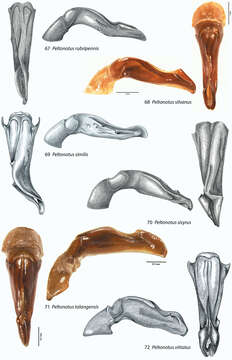 Image of Peltonotus rubripennis Miyake & Yamaya 1994