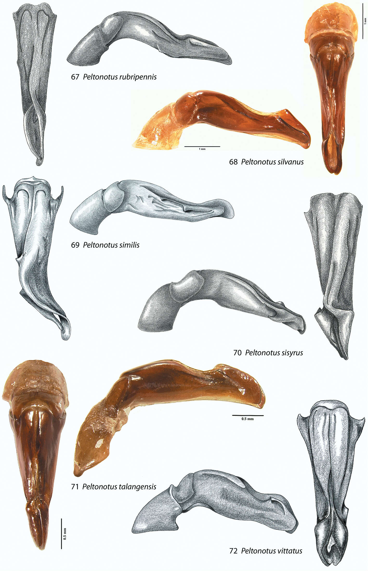 Image of Peltonotus silvanus Jameson & Wada 2004