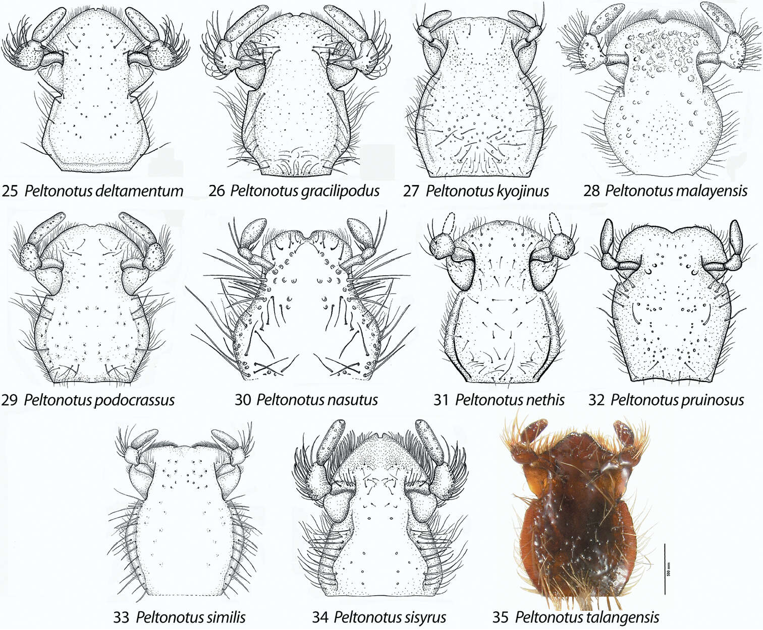 Image of Peltonotus sisyrus Jameson & Wada 2004