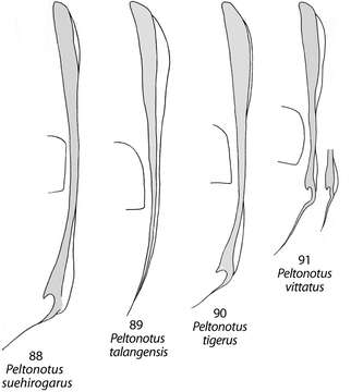 Image of Peltonotus vittatus Arrow 1910