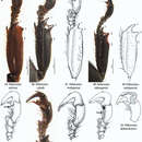 Image of Peltonotus adelphosimilis Jameson & Wada 2004