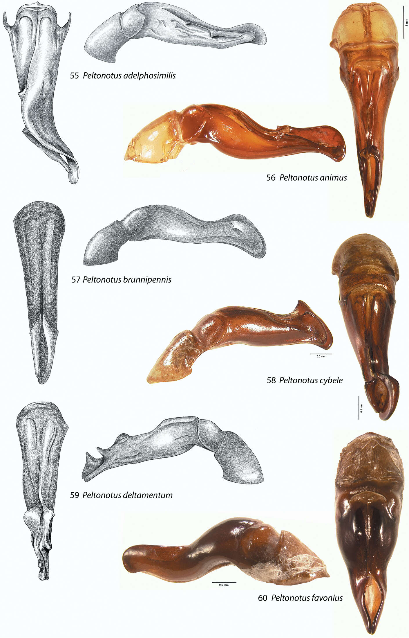 Image of Peltonotus adelphosimilis Jameson & Wada 2004