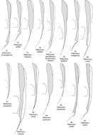 Image of Peltonotus adelphosimilis Jameson & Wada 2004