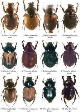 Image of Peltonotus animus Jameson & Wada 2009