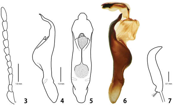 Image of Ambrostoma koreana Cho & Borowiec