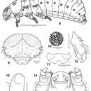 Image of Ambrostoma koreana Cho & Borowiec