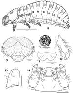 Image of Ambrostoma koreana Cho & Borowiec