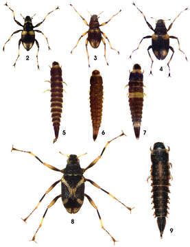 Image of riffle beetles