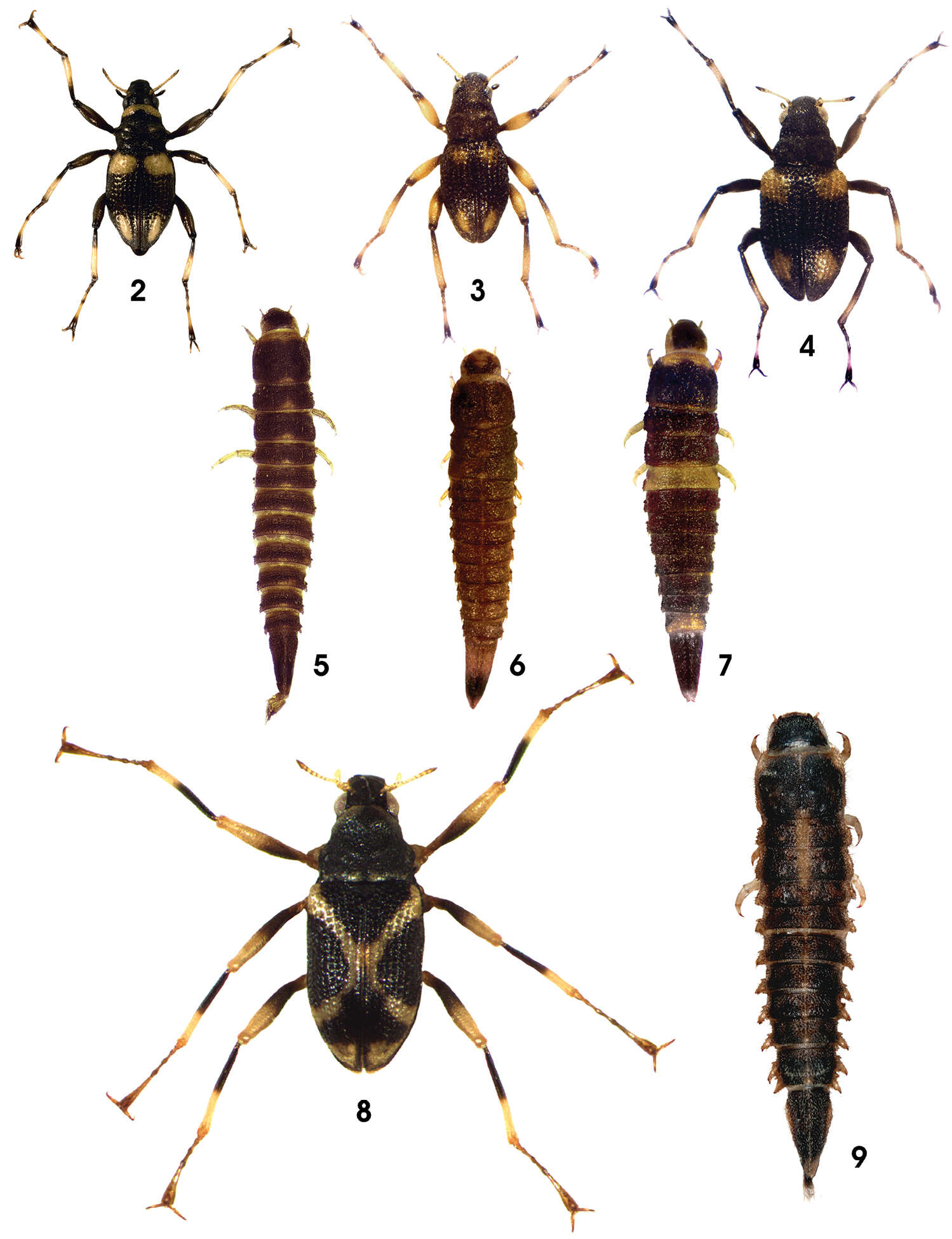 Image of spider riffle beetles