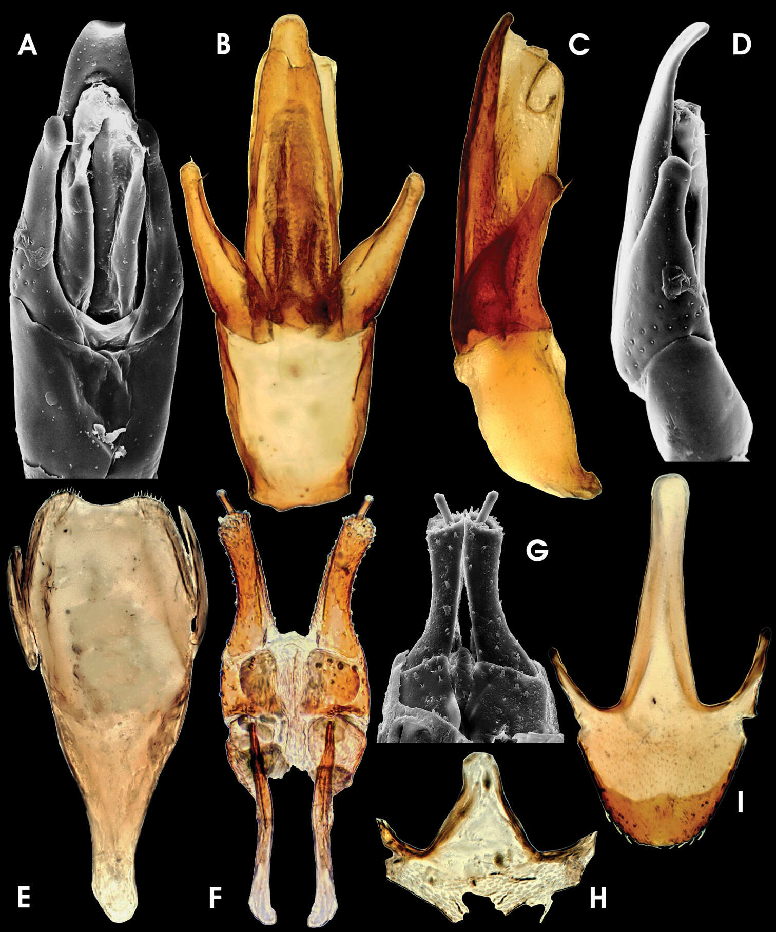 صورة Ancyronyx Erichson 1847