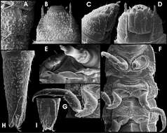 Image of Ancyronyx buhid Freitag 2013