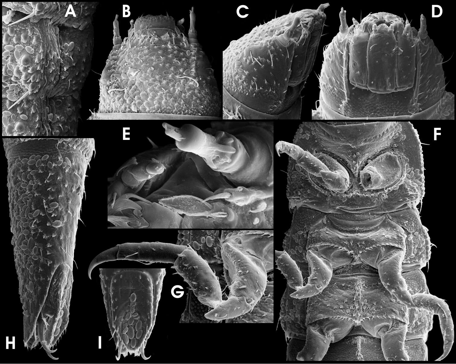 Image of Ancyronyx buhid Freitag 2013