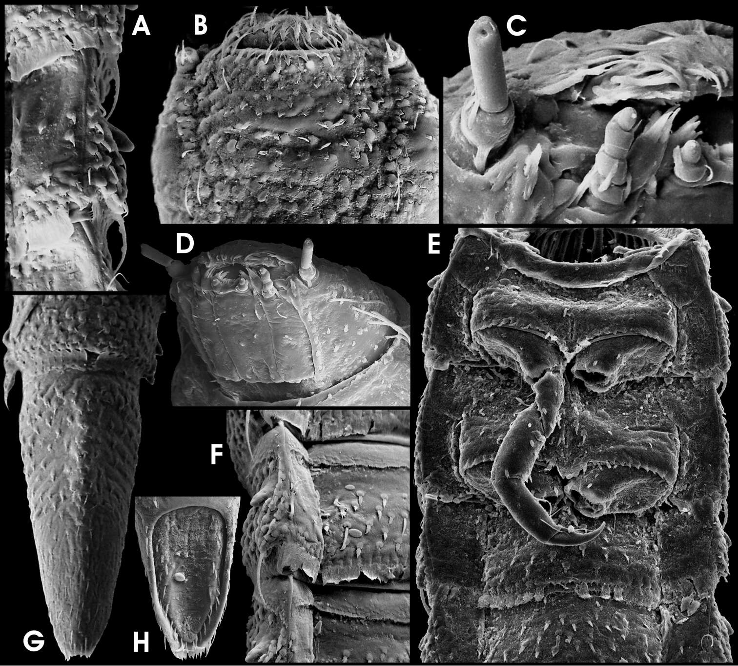 Image of Ancyronyx buhid Freitag 2013