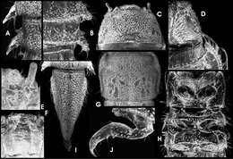 Image of Ancyronyx schillhammeri Jäch 1994