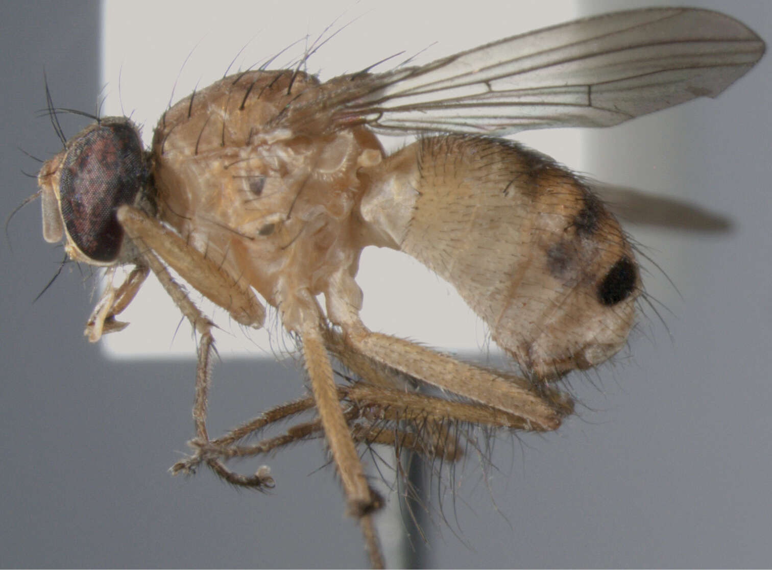 Image of Palpilongus bifurcus Couri & Carvalho 2013