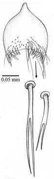 Sivun Palpilongus bifurcus Couri & Carvalho 2013 kuva