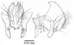 Sivun Palpilongus bifurcus Couri & Carvalho 2013 kuva