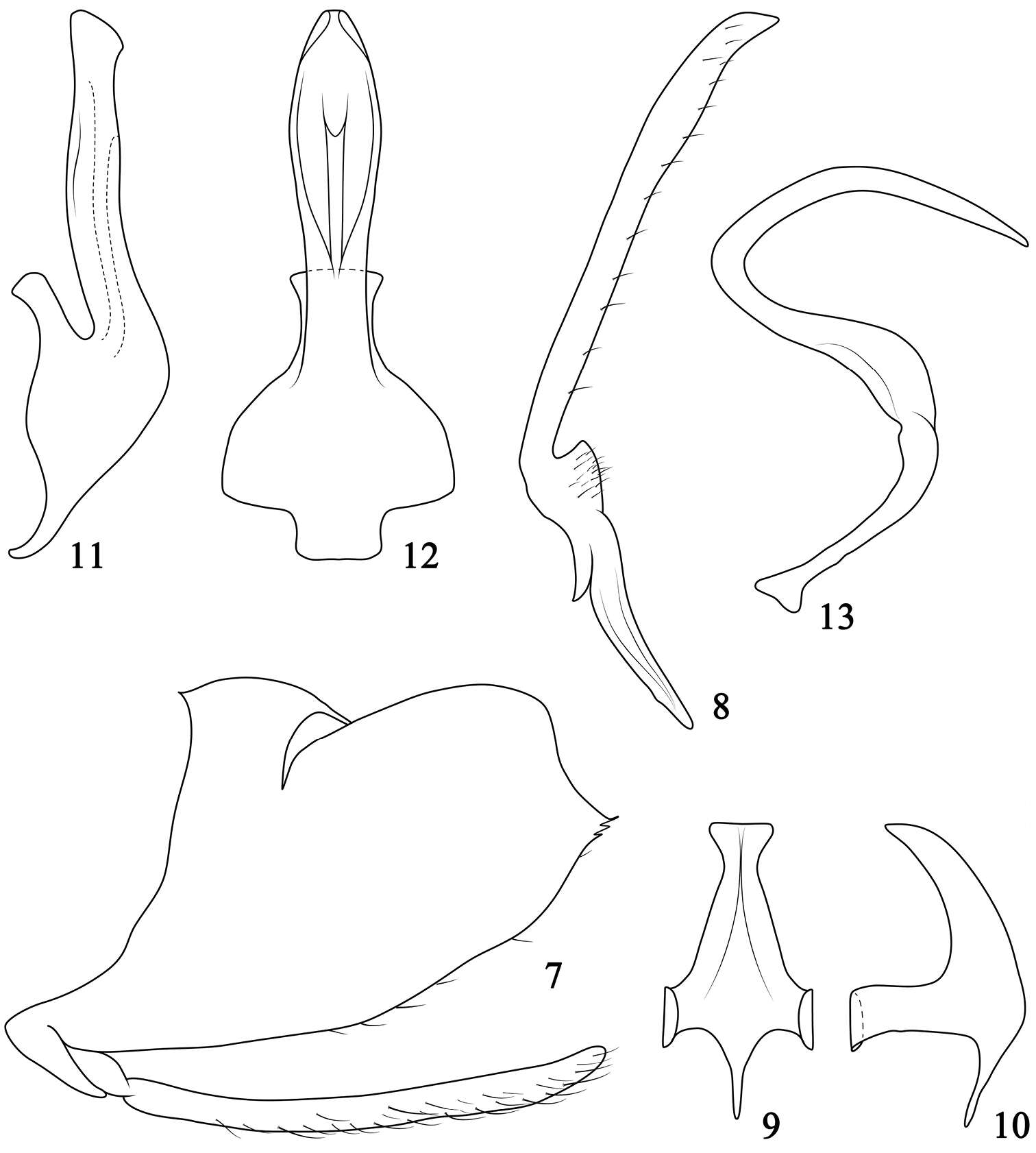 Image of Pediopsoides